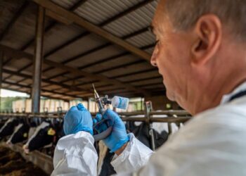 Archivo - Proceso de vacunación de DNC.GENERALITAT - Archivo