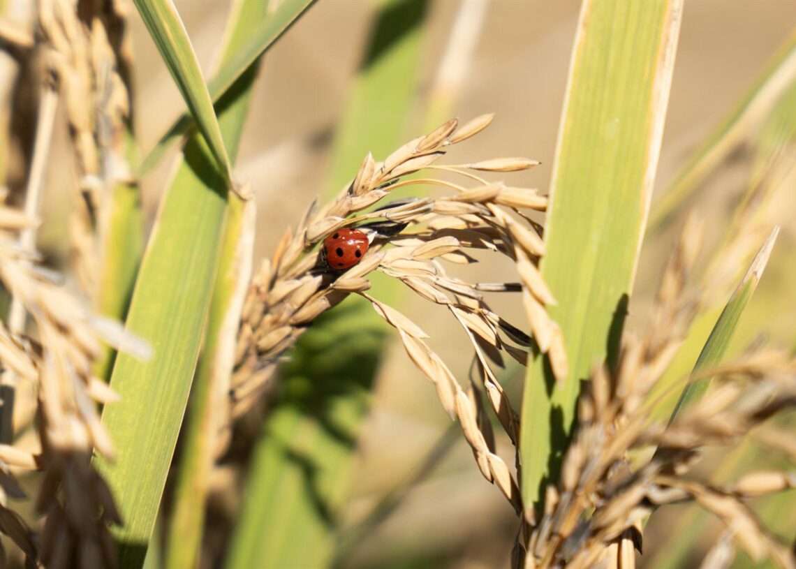 Archivo - Una mariquita posada en unas semillas de arroz en las marismas del Guadalquivir. María José López - Europa Press - Archivo