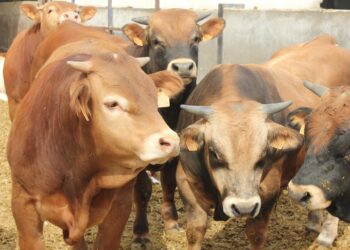 Aragón dispondrá de 80.000 vacunas para proteger la cabaña bovina aragonesa frente a la dermatosis nodular contagiosa.GOBIERNO DE ARAGÓN