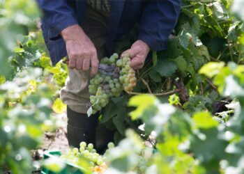 Archivo - Uva en vendimiaCarlos Castro - Europa Press - Archivo