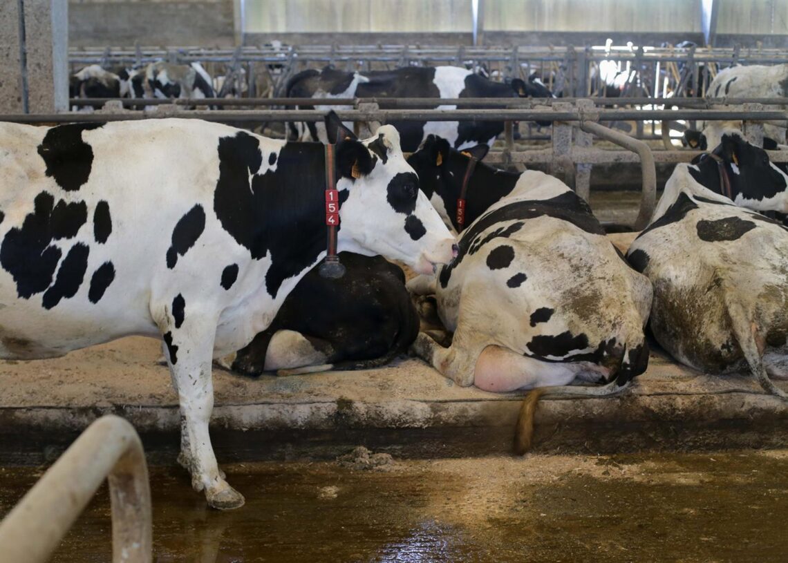 Archivo - Vacas de una ganadería de lácteoCarlos Castro - Europa Press - Archivo