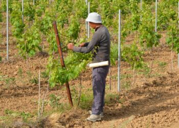 La agricultura es uno de los sectores con más inmigrantes empleados. Pxhere.