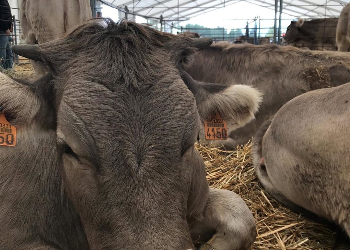 Archivo - Vaca, ganado, feria, vacunoEUROPA PRESS - Archivo