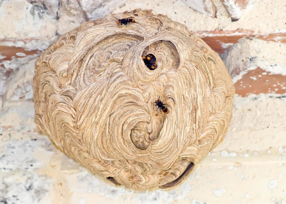 Archivo - Nido de avispa asiáticaANECPLA - Archivo