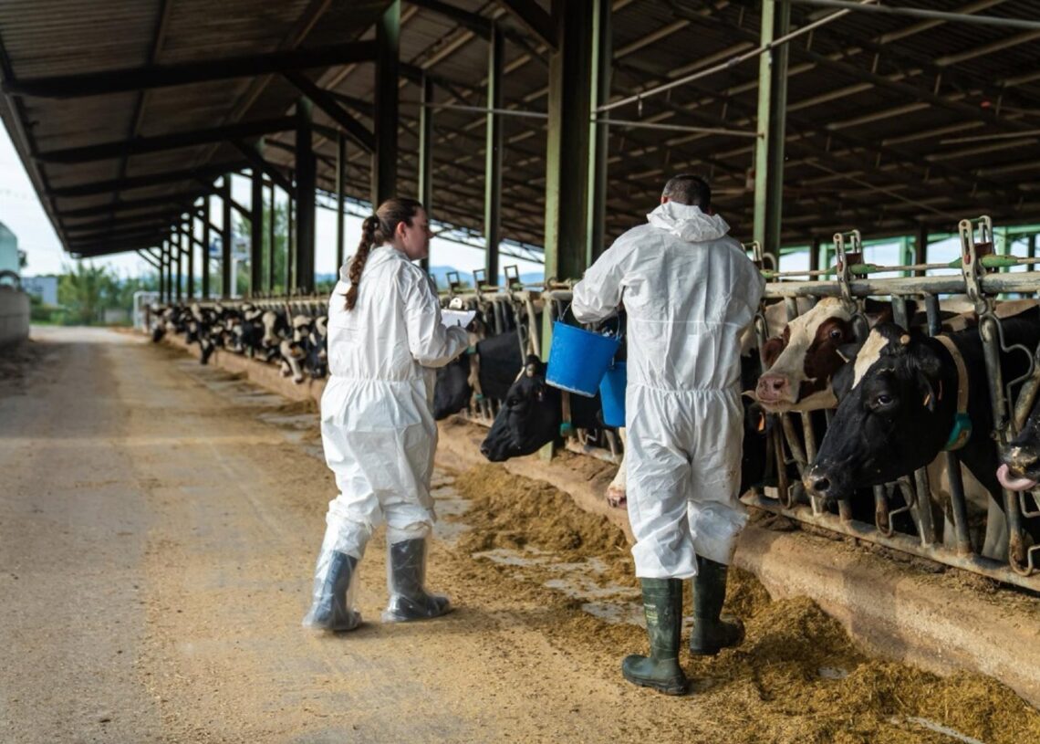 Archivo - Proceso de vacunación enla zona afectada por la dermatosis nodular contagiosa.GENERALITAT - Archivo