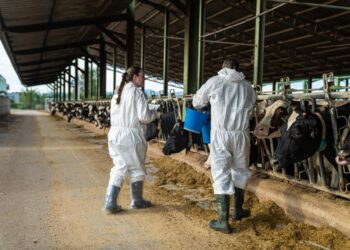 Archivo - Proceso de vacunación enla zona afectada por la dermatosis nodular contagiosa.GENERALITAT - Archivo