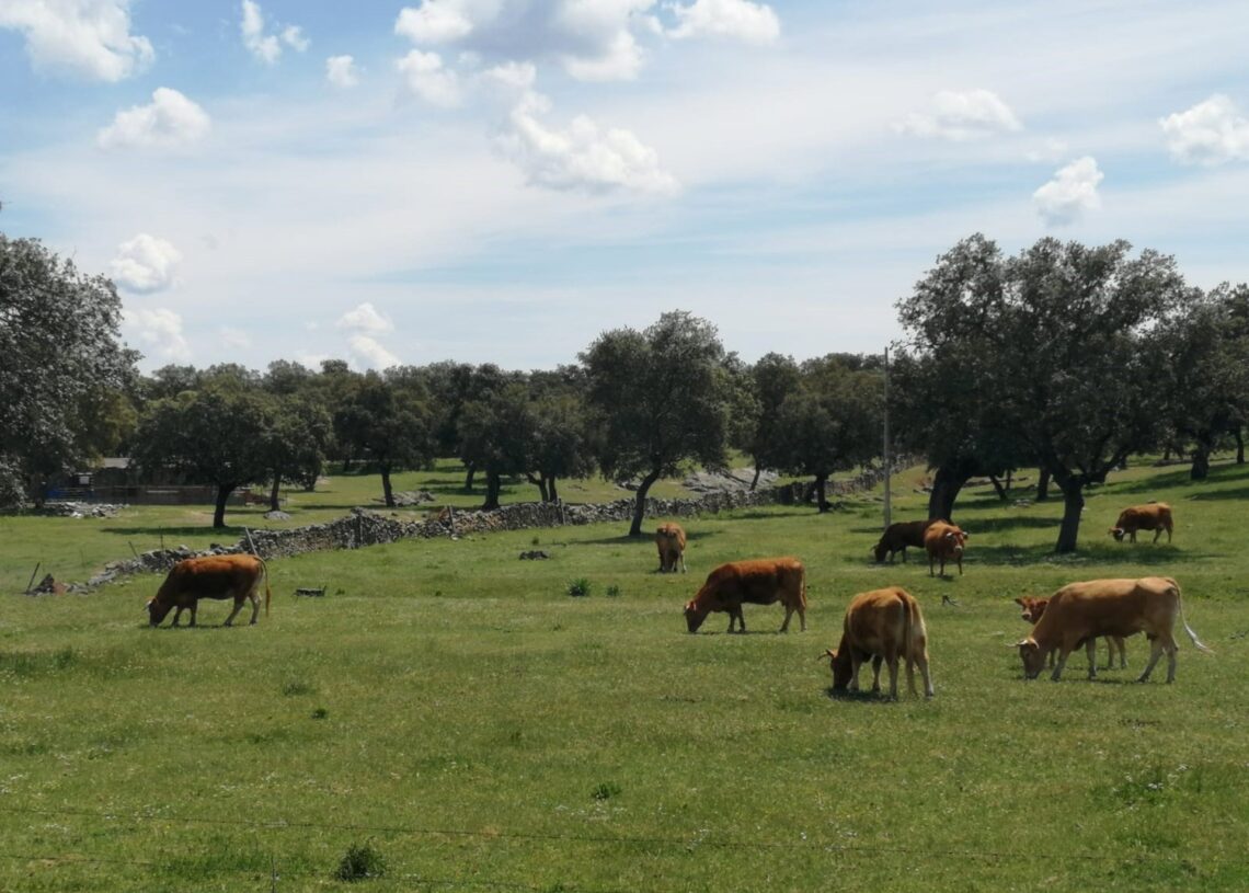 Archivo - Ganado pastando en el campo.JUNTA DE ANDALUCÍA - Archivo