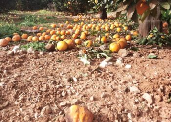 Archivo - Cítricos en la tierraUNIÓN DE UNIONES - Archivo
