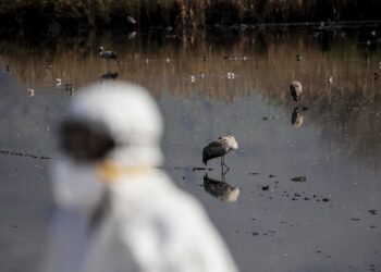 Archivo - Imagen de archivo de aves.Ilia Yefimovich/dpa - Archivo