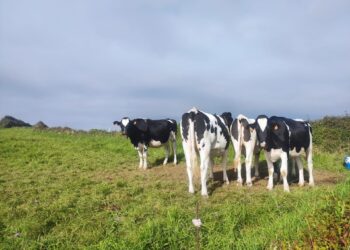 Archivo - Vacas de lecheEUROPA PRESS - Archivo