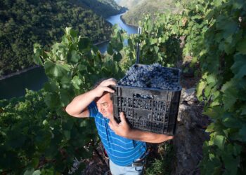 Archivo - Un vendimiador transporta en una caja parte de la cosecha recogida en el viñedo de la Bodega Algueira de la D.O. Ribeira Sacra de Lugo durante la temporada 2020, en Doade, Lugo, Galicia (España).Carlos Castro - Europa Press - Archivo