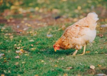 GallinaGOBIERNO DE ASTURIAS