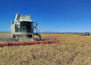 Archivo - Siega de arroz en la Albufera.AVA-ASAJA - Archivo