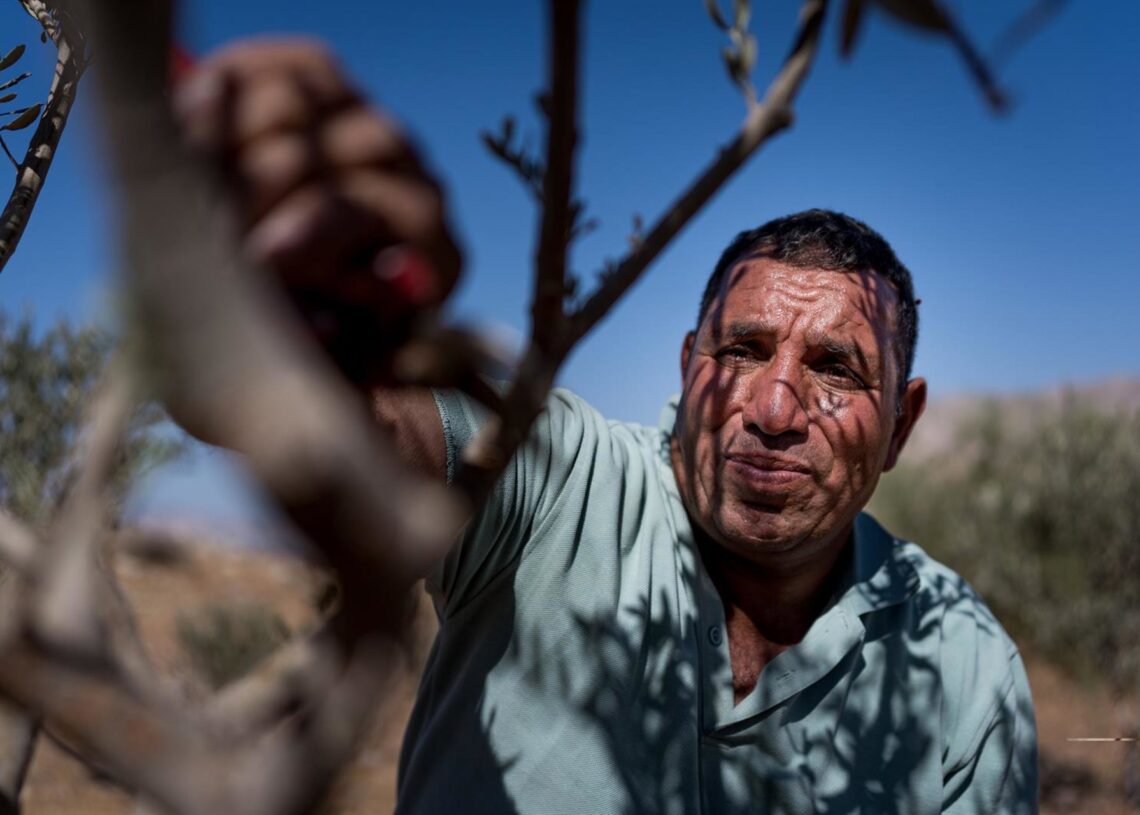 Un agricultor palestino vigila la cosecha de aceitunas en Cisjordania Europa Press/Contacto/Davide Bonaldo
