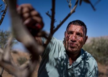Un agricultor palestino vigila la cosecha de aceitunas en Cisjordania Europa Press/Contacto/Davide Bonaldo