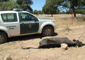 Archivo - Una de las 36 vacas muertas de sed halladas por el Seprona en Dos Torres.GUARDIA CIVIL - Archivo
