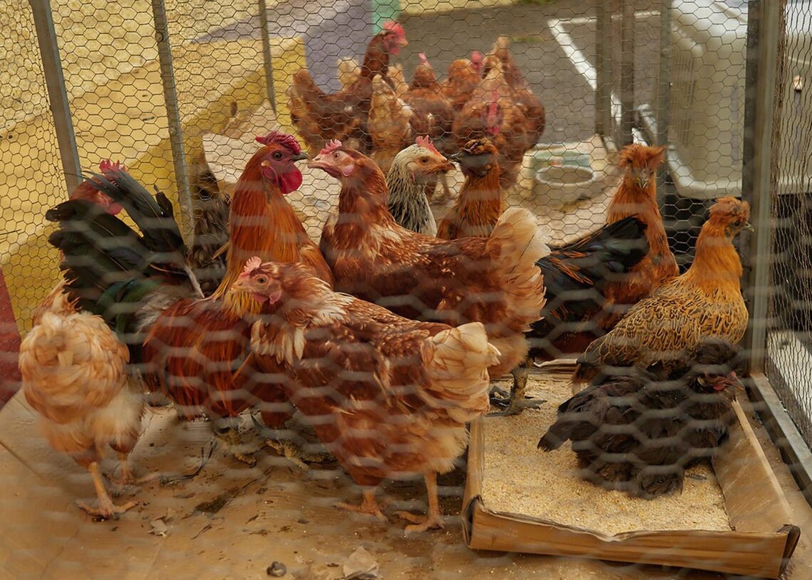 Archivo - Gallinas en granja.Europa Press - Archivo