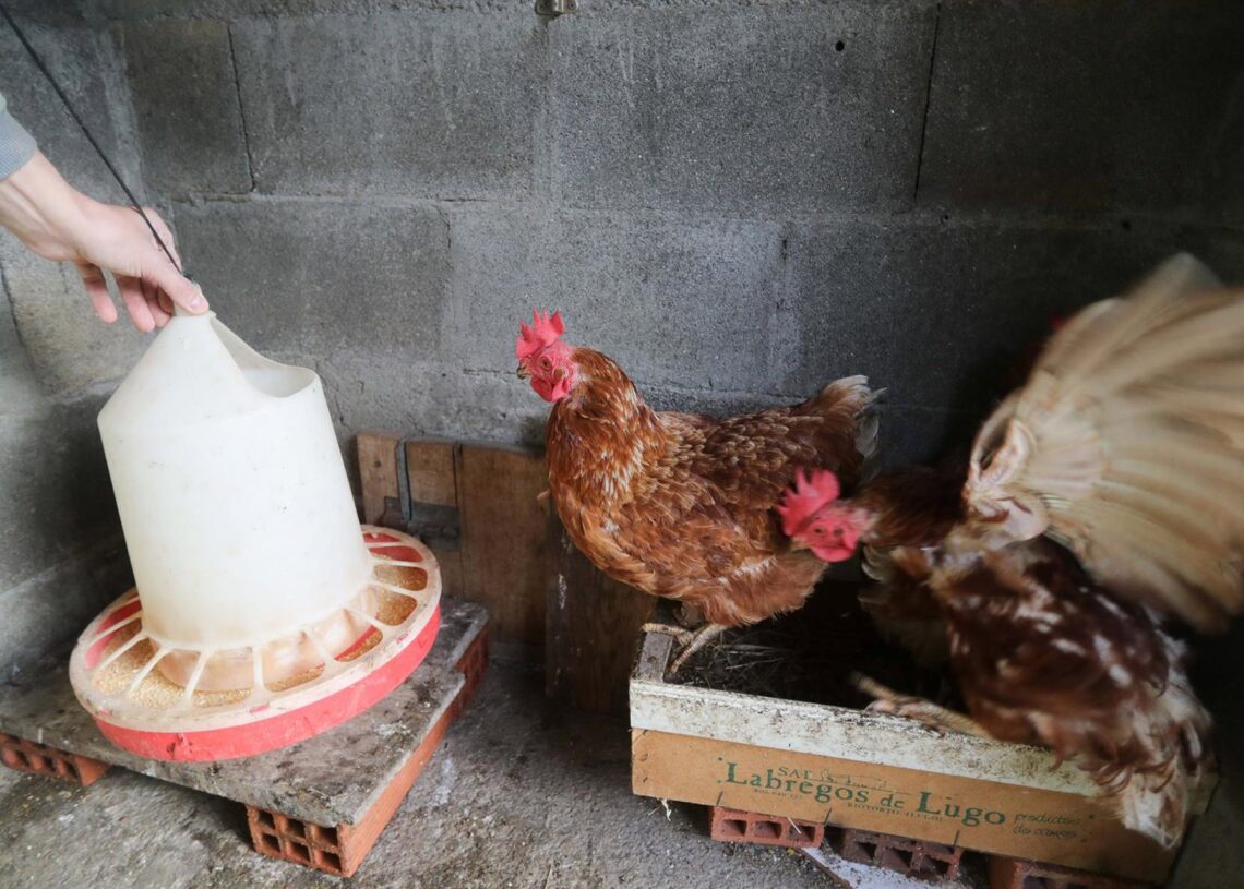 Explotación avícola.Carlos Castro - Europa Press