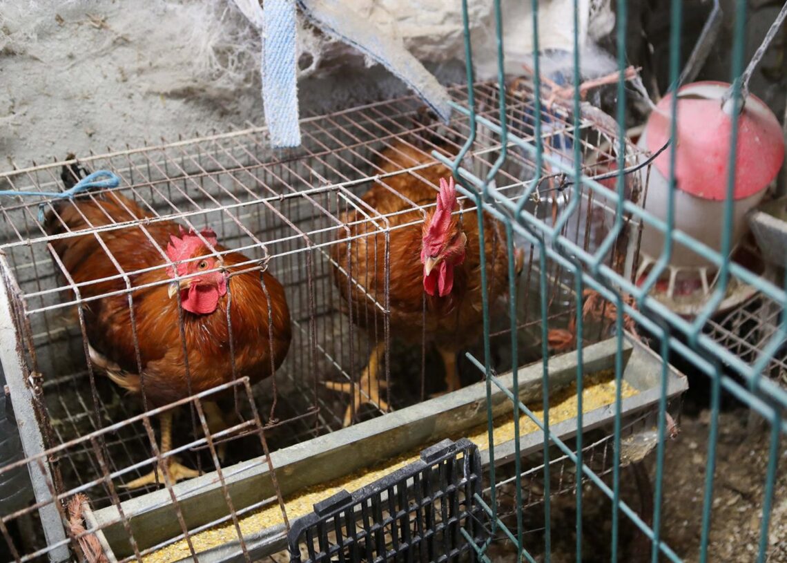 Gallinas en gallinerosCarlos Castro - Europa Press