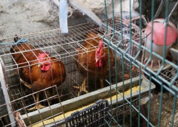 Gallinas en gallinerosCarlos Castro - Europa Press