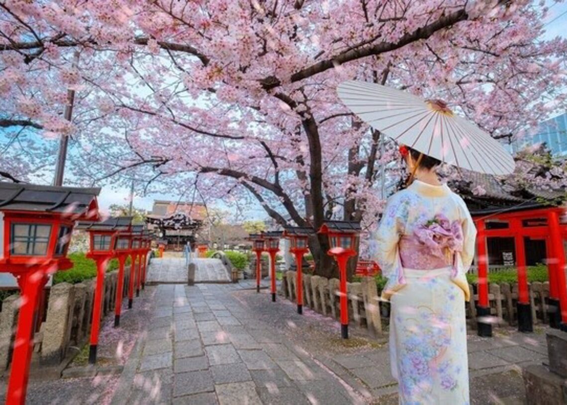 Young Japanese woman in a  traditional Kimono dress strolls by Rokusonno shrine during full bloom sakura cherry blossom period in Kyoto, JapanCOWARDLION