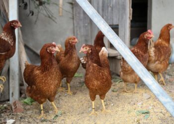 Gallinas en gallineros  Carlos Castro - Europa Press