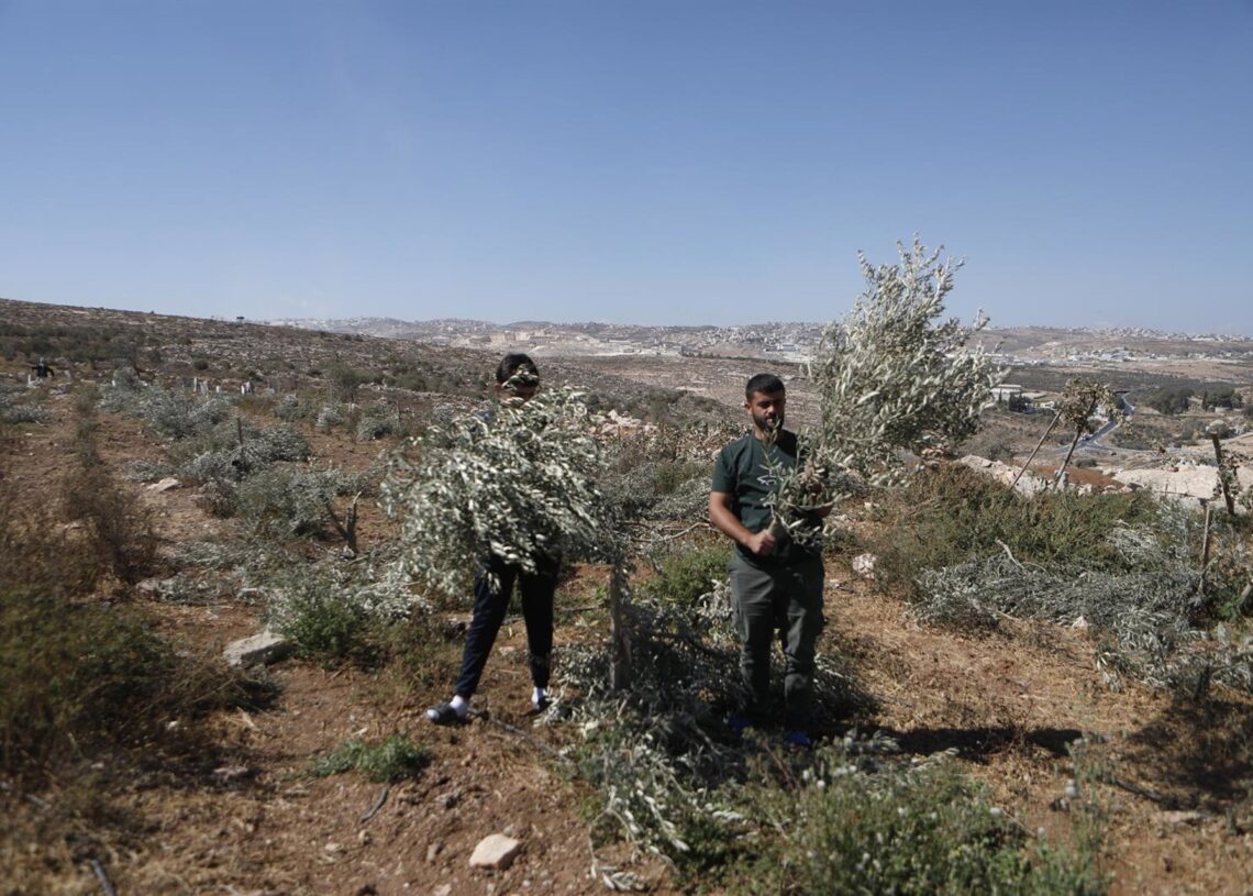 Imagen de archivo de palestinos inspeccionando olivos dañados por colonos israelíes cerca de Belén, en la Cisjordania ocupadaEuropa Press/Contacto/Mamoun Wazwaz