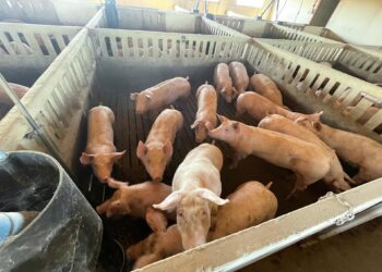 Archivo - Granja de cerdosEUROPA PRESS - Archivo