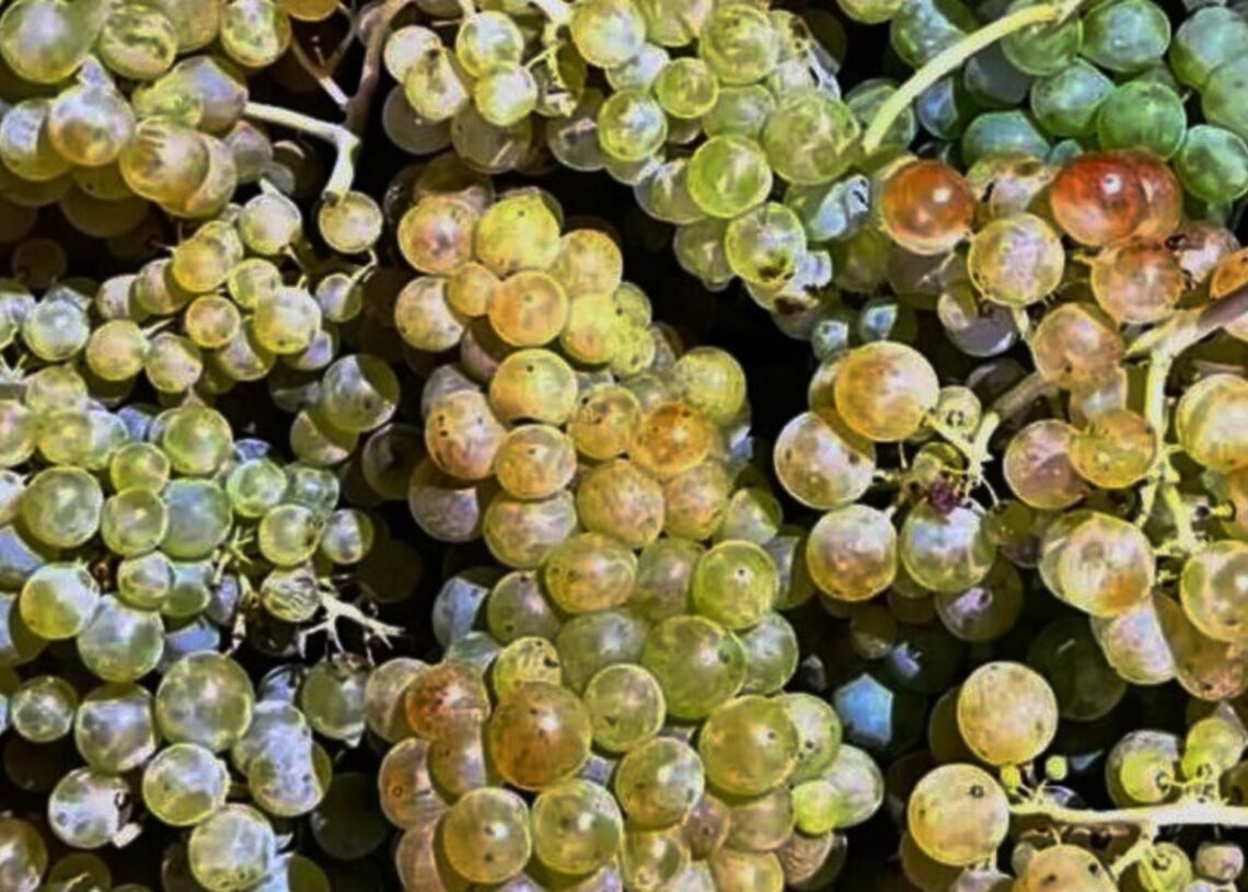 Imagen de archivo de racimos de uvasASAJA MADRID