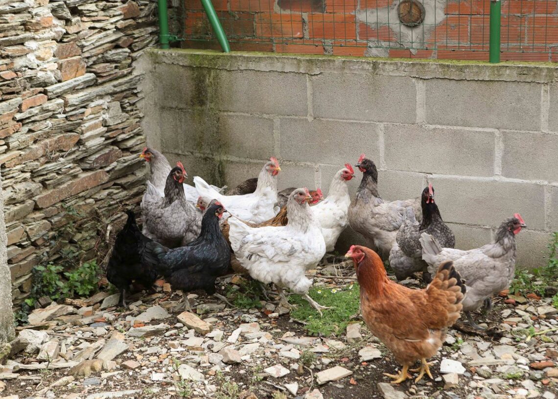 Gallinas en gallineros  Carlos Castro - Europa Press