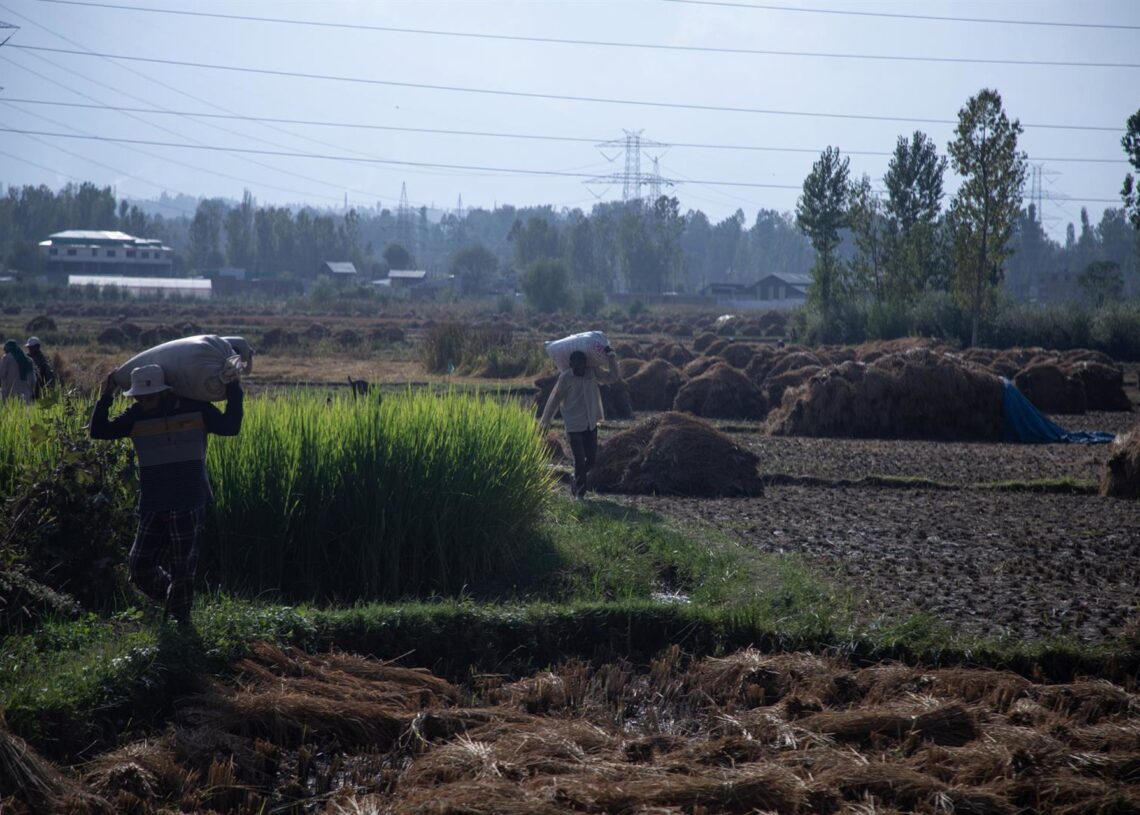 Archivo - Agricultores trabajando tras inundaciones en la región de Cachemira (India).Europa Press/Contacto/Adil Abass - Archivo
