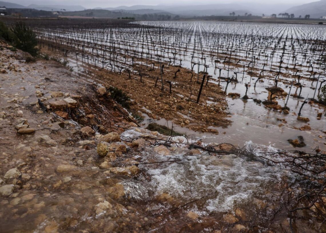 Archivo - Campos de viñedos anegados por el aguaRober Solsona - Europa Press - Archivo