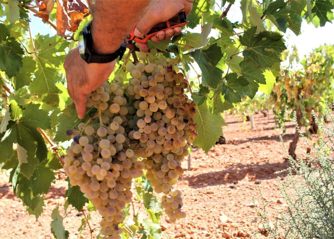 Archivo - Uvas en una viña Patricia Galiana - Europa Press - Archivo