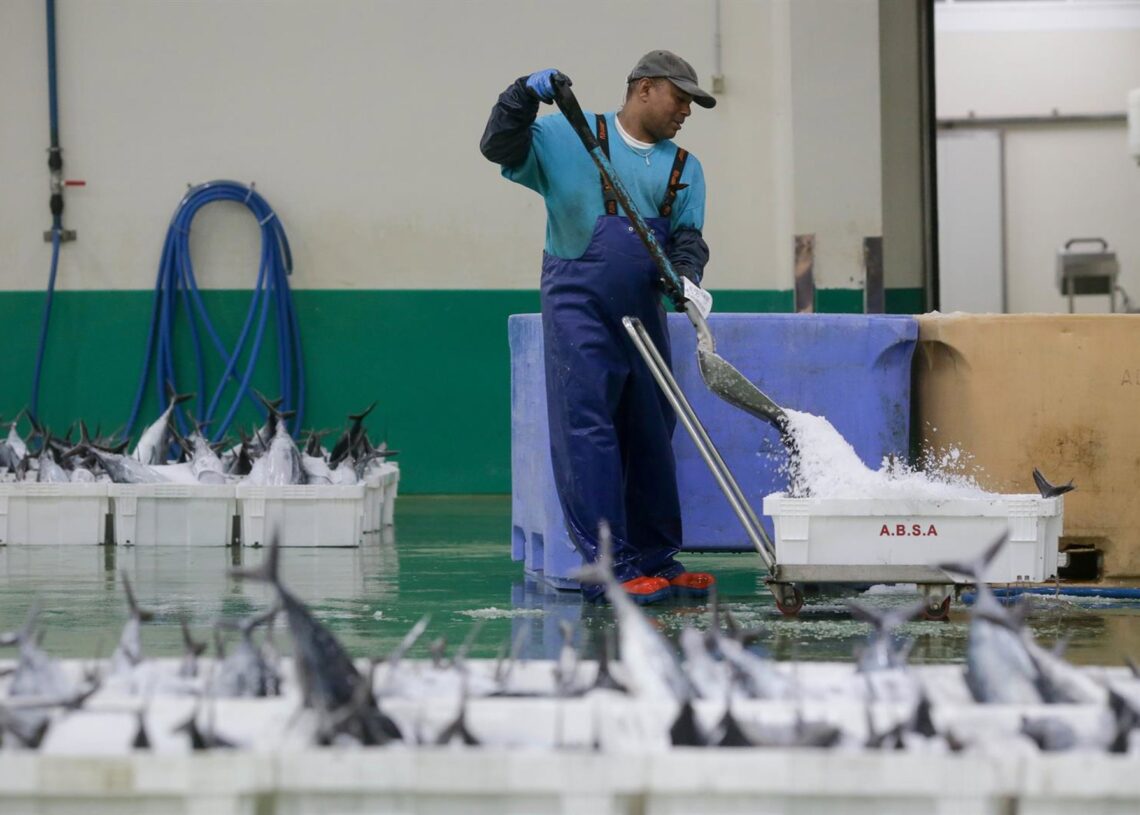 Archivo - Descarga de bonito en el Puerto de Burela (Lugo) GaliciaCarlos Castro - Europa Press - Archivo