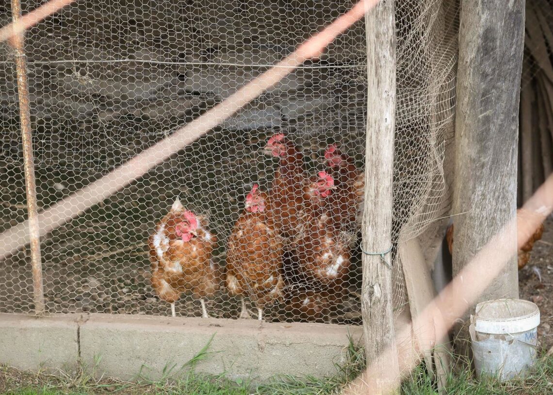 Gallinas en gallineros.Carlos Castro - Europa Press
