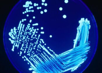 Archivo - Legionella.ANECPLA - Archivo