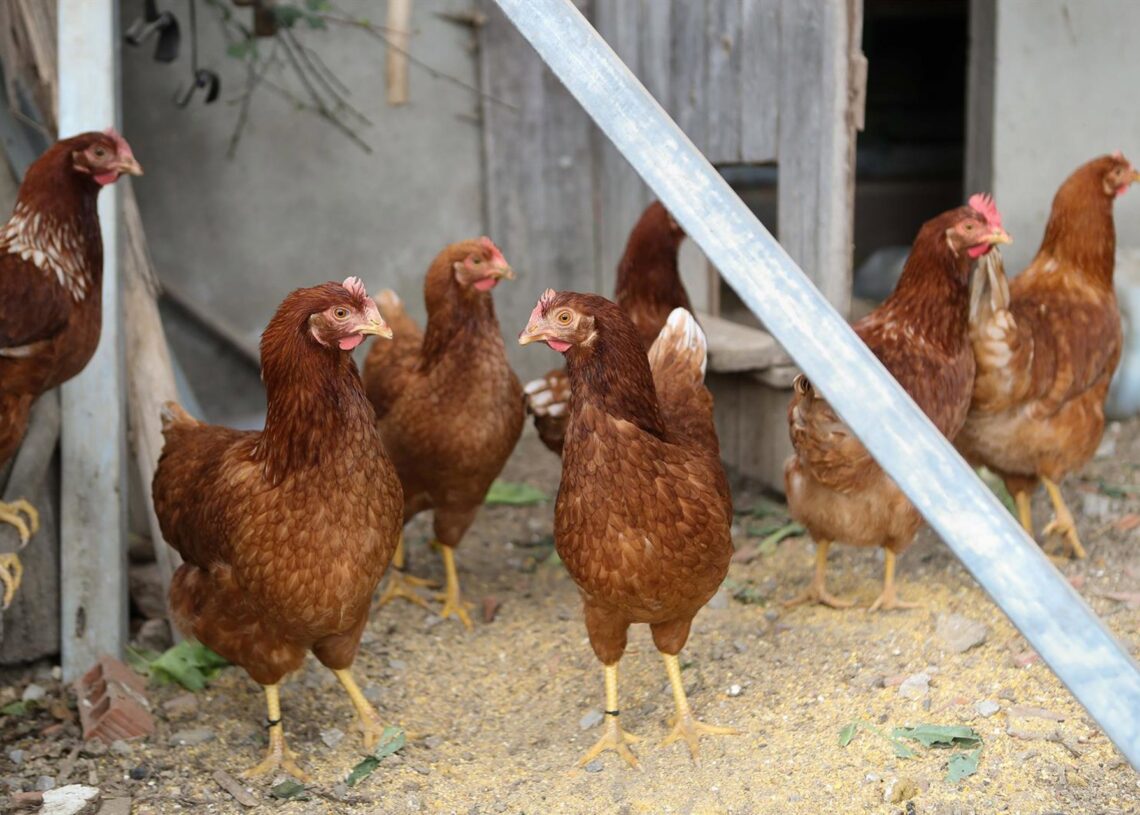 Gallinas en gallineros Carlos Castro - Europa Press
