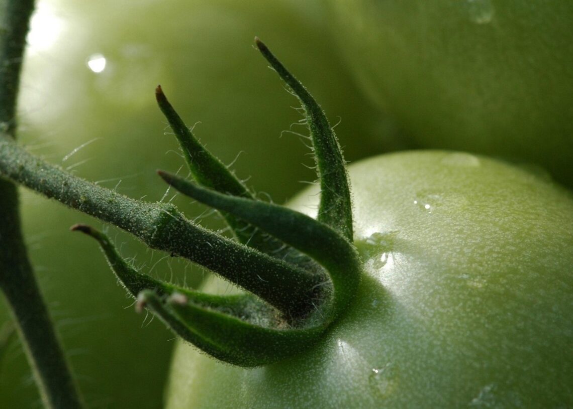 Unión de Uniones pide que la relación comercial con los productos hortícolas del Sahara Occidental se trate con el pueblo saharaui y no con Marruecos.UNIÓN DE UNIONES