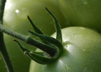 Unión de Uniones pide que la relación comercial con los productos hortícolas del Sahara Occidental se trate con el pueblo saharaui y no con Marruecos.UNIÓN DE UNIONES