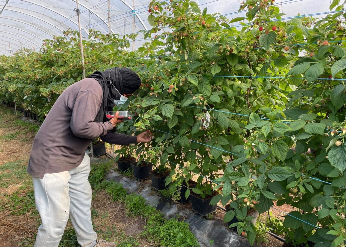 Trabajador migrante en una explotación agrícola, en Portugal.-/Portugiesische Kriminalpolizei / DPA
