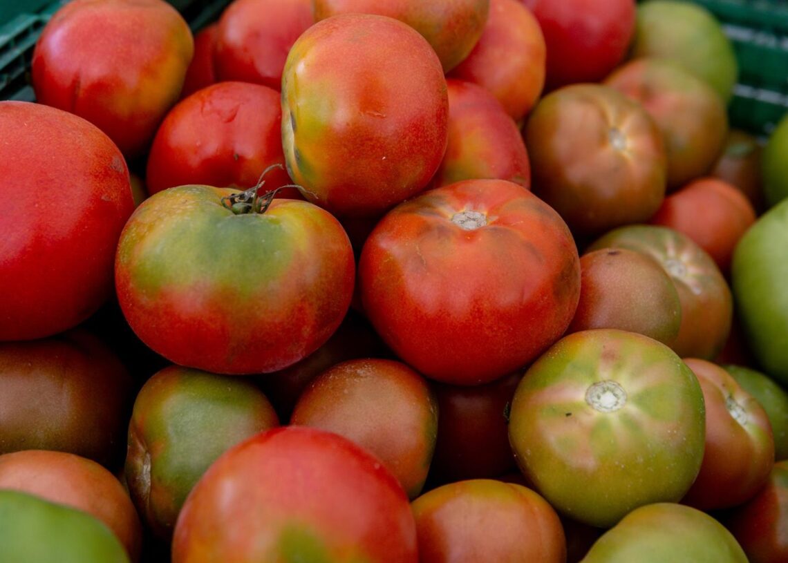 Archivo - Recursos de tomates en el mercado de ‘La Despensa de Madrid’, en los jardines del Palacio del Infante Don Luis, a 7 de septiembre de 2025, en Boadilla del Monte, Madrid (España). Ricardo Rubio - Europa Press - Archivo