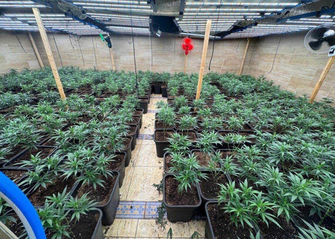Plantación de marihuana desmantelada por los Mossos en Cambrils (Tarragona)MOSSOS