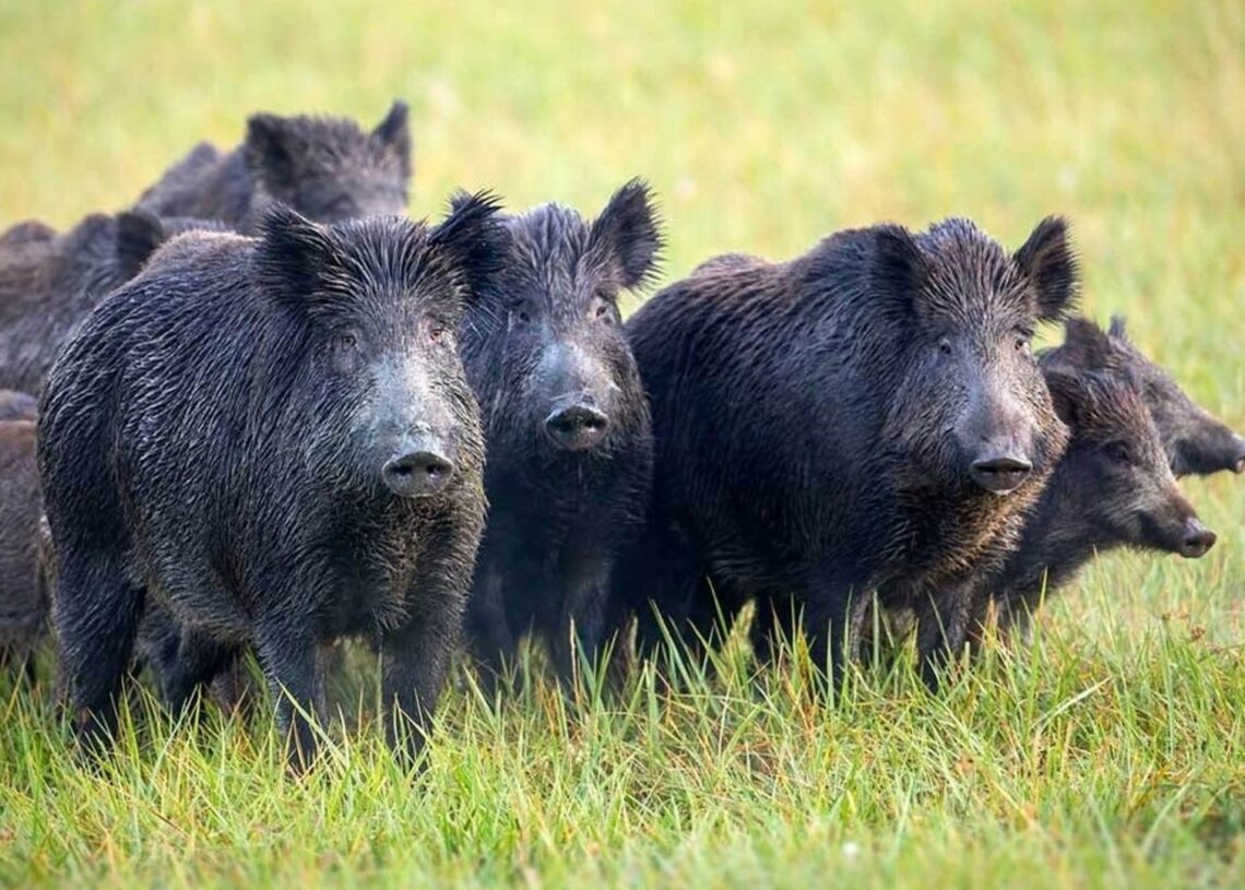 Archivo - Una manada de jabalíes.EUROPA PRESS/ARCHIVO