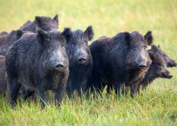 Archivo - Una manada de jabalíes.EUROPA PRESS/ARCHIVO