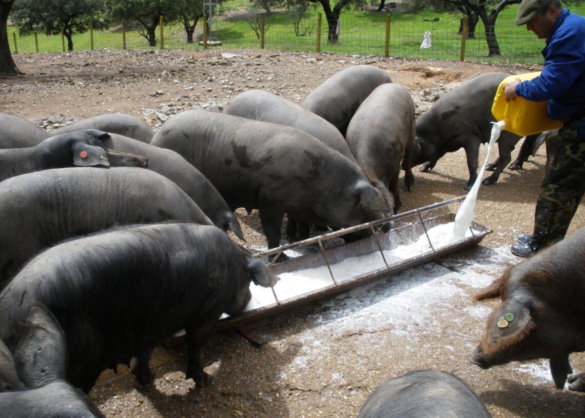 Archivo - Cerdos en Huelva (Andalucía).EUROPA PRESS - Archivo