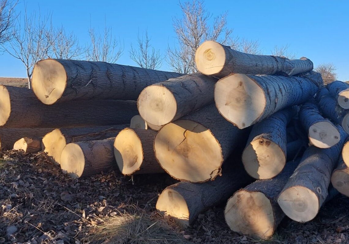Troncos de árboles cortados.