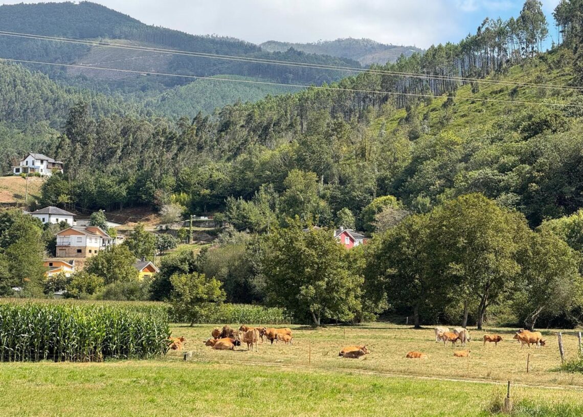 Vacas en una finca.- ArchivoEUROPA PRESS