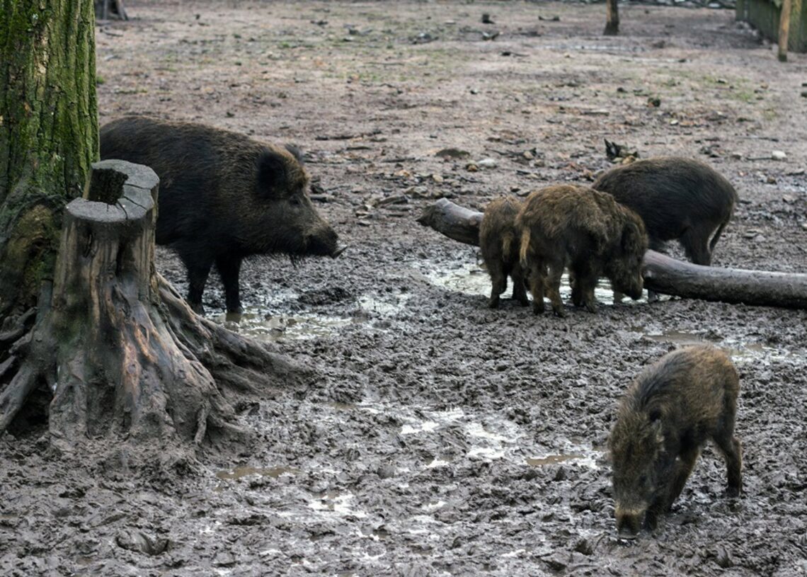 Archivo - JabalíesAVA-ASAJA - Archivo