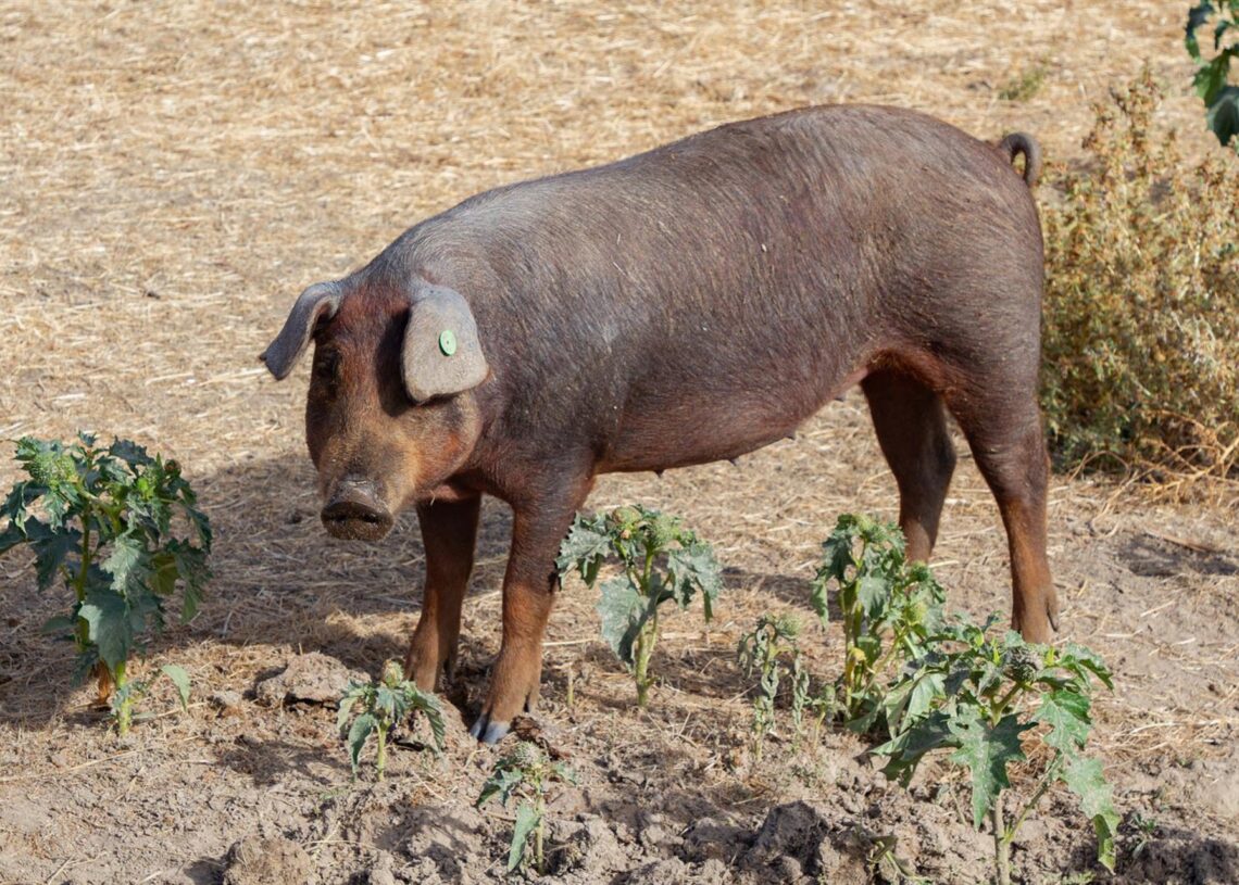 Archivo - Un cerdo en una granja, Rafael Bastante - Europa Press - Archivo