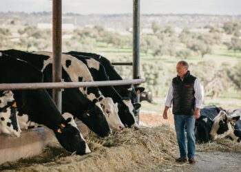 Archivo - Ganadero de COVAP.DAVID MOLINA GRANDE - Archivo